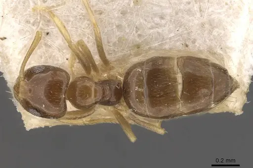 Plagiolepis abyssinica specimen