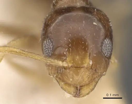 Plagiolepis abyssinica specimen