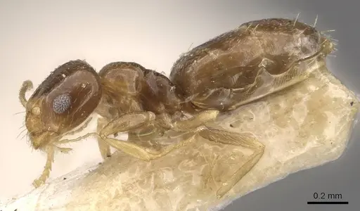 Plagiolepis abyssinica specimen