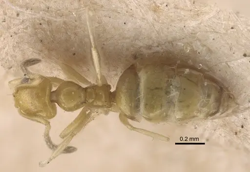 Plagiolepis adynata specimen