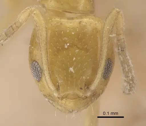 Plagiolepis adynata specimen