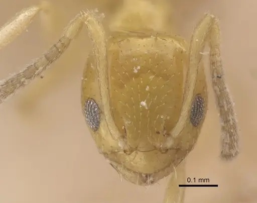 Plagiolepis adynata specimen