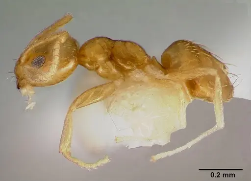 Plagiolepis alluaudi specimen