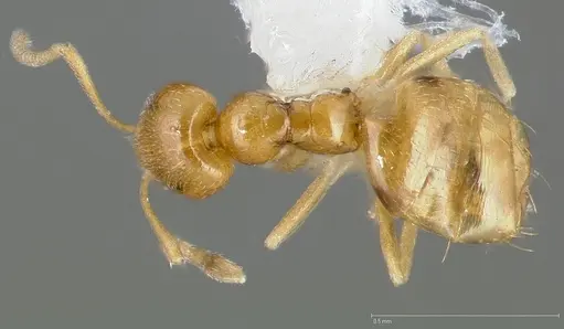 Plagiolepis alluaudi - CASENT0005431