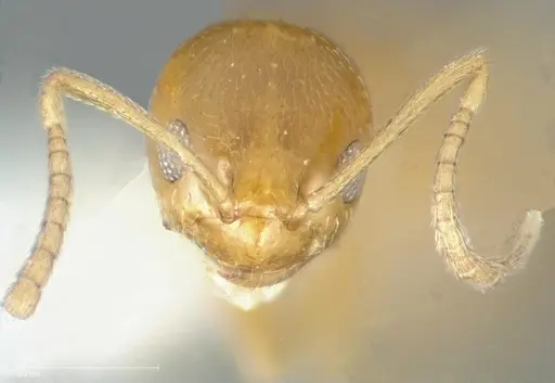 Plagiolepis alluaudi - CASENT0005431