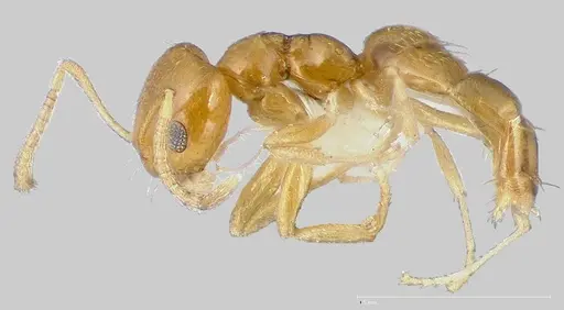 Plagiolepis alluaudi - CASENT0005431