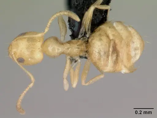 Plagiolepis alluaudi - CASENT0077847