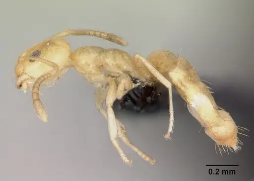 Plagiolepis alluaudi - CASENT0077847