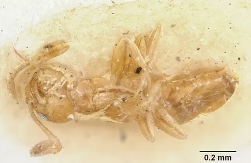 Plagiolepis alluaudi - CASENT0101224