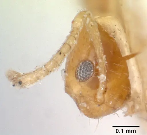 Plagiolepis alluaudi - CASENT0101224