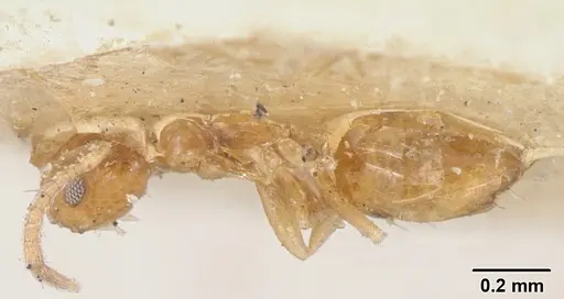 Plagiolepis alluaudi - CASENT0101224