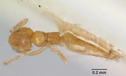 Plagiolepis alluaudi - CASENT0101699