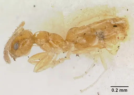 Plagiolepis alluaudi - CASENT0101699