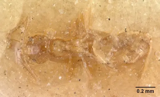 Plagiolepis alluaudi - CASENT0102083