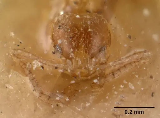 Plagiolepis alluaudi - CASENT0102083