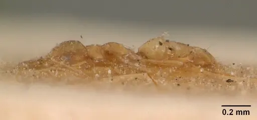 Plagiolepis alluaudi - CASENT0102083