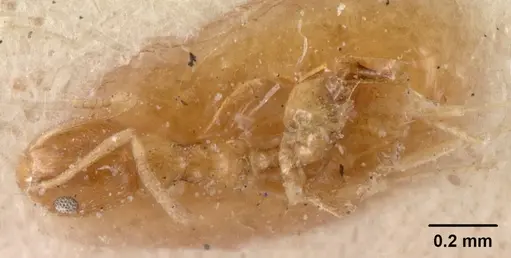 Plagiolepis alluaudi - CASENT0102084