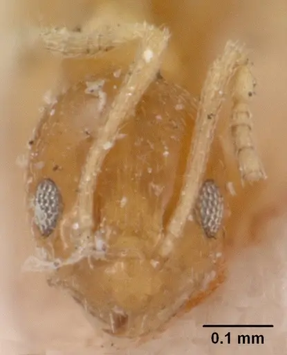 Plagiolepis alluaudi - CASENT0102084