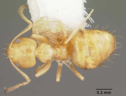 Plagiolepis alluaudi - CASENT0102979