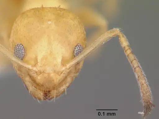 Plagiolepis alluaudi - CASENT0102979