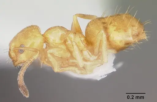 Plagiolepis alluaudi - CASENT0102979