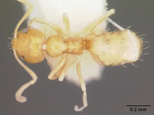 Plagiolepis alluaudi - CASENT0102980