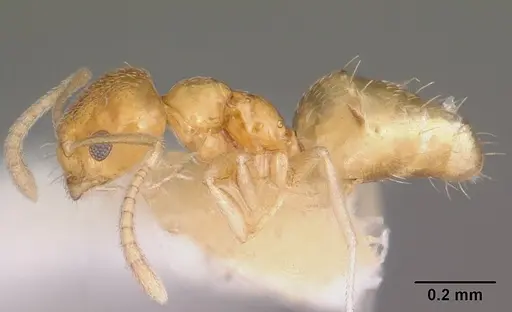 Plagiolepis alluaudi - CASENT0102980