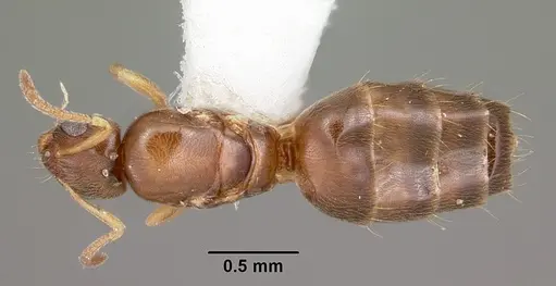 Plagiolepis alluaudi - CASENT0104937