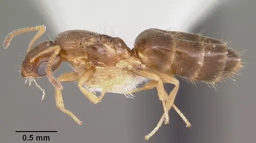 Plagiolepis alluaudi - CASENT0104937