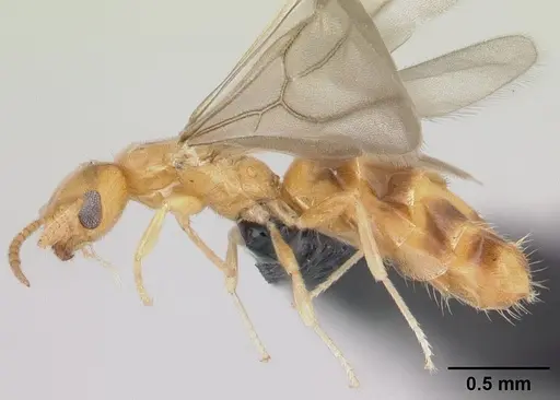 Plagiolepis alluaudi - CASENT0109641