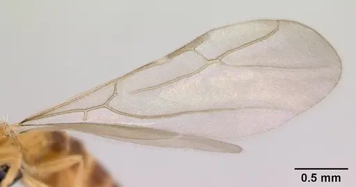 Plagiolepis alluaudi - CASENT0109641