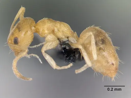 Plagiolepis alluaudi - CASENT0125362