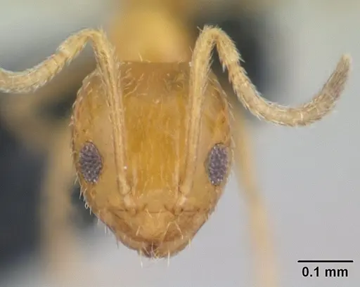 Plagiolepis alluaudi - CASENT0132814