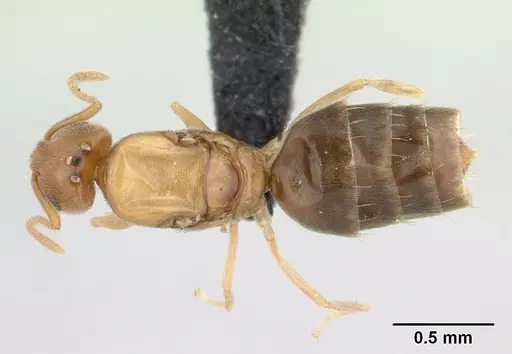 Plagiolepis alluaudi - CASENT0134864