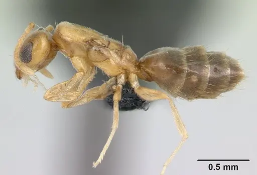 Plagiolepis alluaudi - CASENT0134864