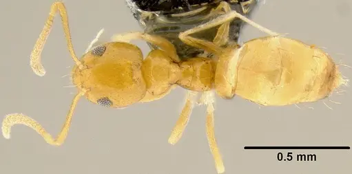 Plagiolepis alluaudi - CASENT0171065