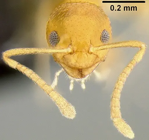 Plagiolepis alluaudi - CASENT0171065