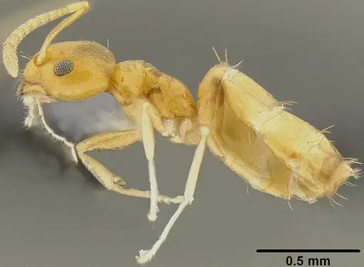 Plagiolepis alluaudi - CASENT0171065