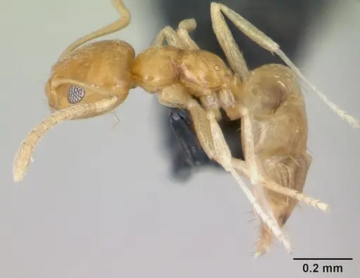 Plagiolepis alluaudi - CASENT0173867