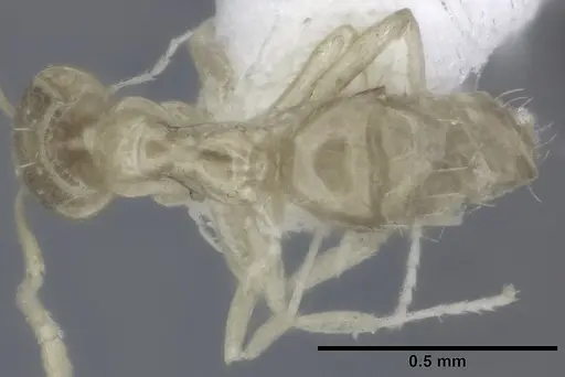 Plagiolepis alluaudi - CASENT0246628