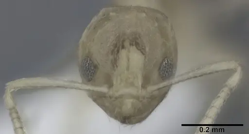 Plagiolepis alluaudi - CASENT0246628