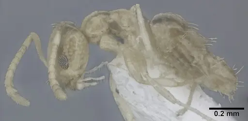 Plagiolepis alluaudi - CASENT0246628