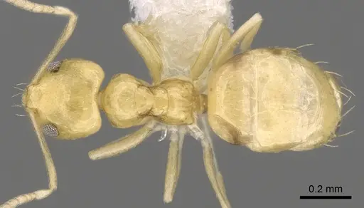 Plagiolepis alluaudi - CASENT0281159