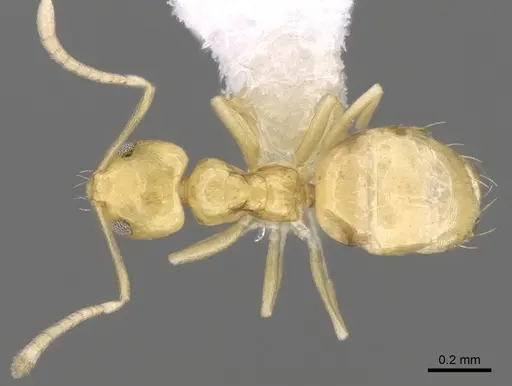 Plagiolepis alluaudi - CASENT0281159