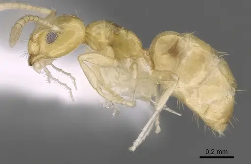 Plagiolepis alluaudi - CASENT0281159