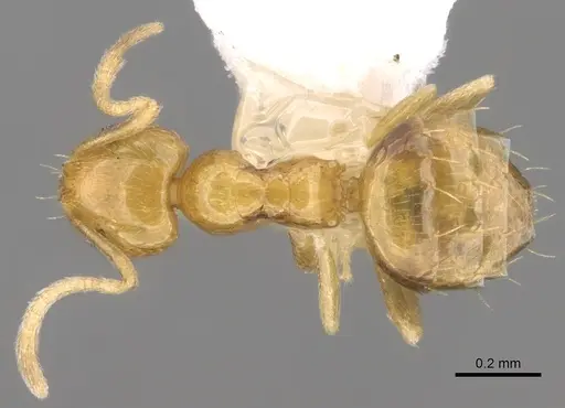 Plagiolepis alluaudi - CASENT0281162