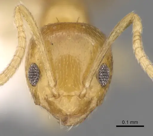 Plagiolepis alluaudi - CASENT0281162