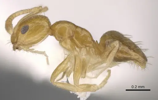 Plagiolepis alluaudi - CASENT0281162