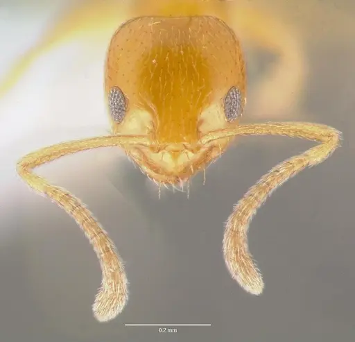 Plagiolepis alluaudi - CASENT0429209