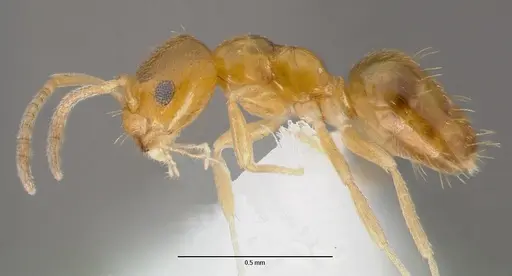 Plagiolepis alluaudi - CASENT0429209